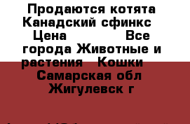 Продаются котята Канадский сфинкс › Цена ­ 15 000 - Все города Животные и растения » Кошки   . Самарская обл.,Жигулевск г.